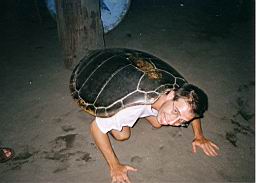 61 Tortuguero tortuga.jpg